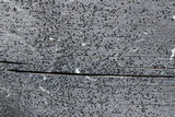 Amandinea punctata image