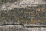 Lecidella euphorea image