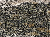 Lecidella euphorea image