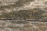 Lecidella euphorea image