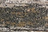 Lecidella euphorea image