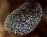Badhamia dubia image