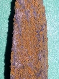 Caloplaca persimilis image