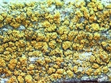 Caloplaca persimilis image
