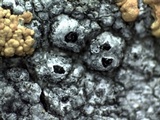 Thelomma occidentale image