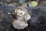 Trametes cubensis image