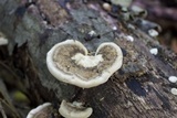 Trametes cubensis image