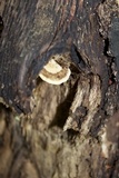 Trametes cubensis image