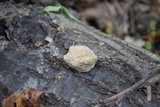 Trametes cubensis image