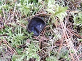 Pseudoplectania nigrella image
