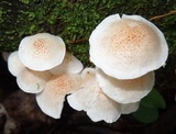 Ripartitella brasiliensis image