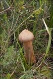 Chroogomphus rutilus image