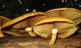 Gymnopilus luteus image