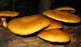 Gymnopilus luteus image