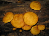 Gymnopilus luteus image