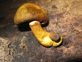 Gymnopilus luteus image