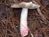 Russula graveolens image