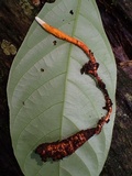 Nigelia martiale image