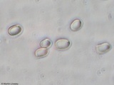 Pluteus petasatus image