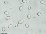 Pluteus petasatus image