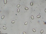 Pluteus petasatus image