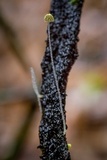 Mycena chloroxantha image