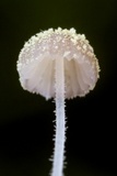 Mycena chloroxantha image