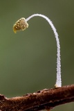 Mycena chloroxantha image