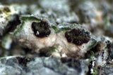 Thelomma occidentale image