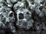 Thelomma occidentale image