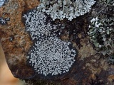 Buellia spuria image