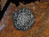 Buellia spuria image
