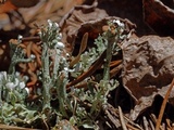 Cladonia subcariosa image