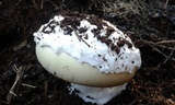 Amanita vernicoccora image