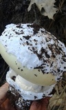 Amanita vernicoccora image