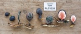 Xylaria tuberoides image