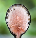 Xylaria tuberoides image