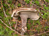 Sarcodon stereosarcinon image