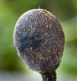 Xylaria tuberoides image