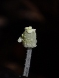 Mycena chloroxantha image
