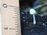 Mycena chloroxantha image