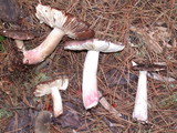 Russula graveolens image
