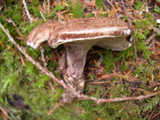 Sarcodon stereosarcinon image