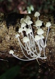 Mycena chloroxantha image