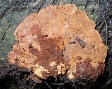 Phellinus gilvus image