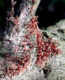 Tubercularia lateritia image