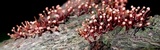 Tubercularia lateritia image