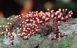 Tubercularia lateritia image