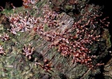 Tubercularia lateritia image