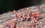 Tubercularia lateritia image